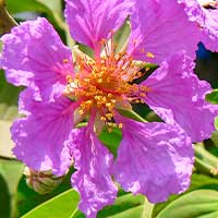Banaba leaf extract