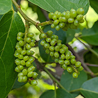Gymnema sylvestre