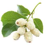 White mulberry leaf